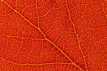 Close up of veins in leaf of Aspen tree {Populus tremula} in autumn, USA
