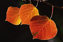 Leaves of Aspen tree {Populus tremula} in autumn, USA