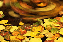 Swirling leaves of Aspen tree {Populus tremula} floating on water surface in autumn, USA