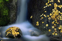 Fallen Aspen leaves {Populus tremula} on rocks in river in autumn, USA