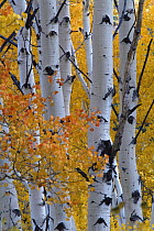 Aspen tree {Populus tremula} leaves and trunks in autumn, USA