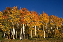 Aspen trees {Populus tremula} in autumn, Colorado, USA