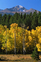 Rocky Mountain NP with Aspen trees {Populus tremula} in autumn, Longs Peak in the background, Colorado, USA