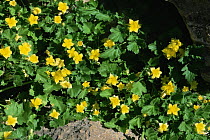 Rock nettle {Eucnide bartonioides} flowers, Big Bend NP, Texas, USA