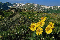 Alpine tundra habitat with Alpine sunflower {Rydbergia grandiflora} flowers, Rocky Mountain NP, Colorado, USA