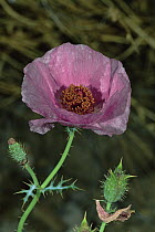 Chisos prickly poppy {Argemone chisosensis} Big Bend NP, Texas, USA