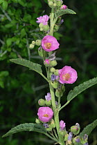 Narrowleaf globe mallow {Sphaeralcea angustifolia} Texas, USA