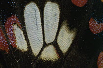 Close of pattern on wing of Papilionidae butterfly, Sri Lanka