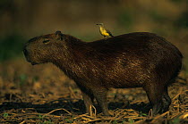 Capybara {Hydrochoerus hydrochaeris} with Flycatcher perched on its back, Panatanal, Brazil