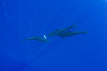 False killer whales (Pseudorca crassidens) sharing their catch - one whale passes an African pompano fish (Alectis ciliaris) to another member of the pod, Kona, Hawaii, Central Pacific Ocean