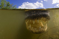 American alligator (Alligator mississippiensis) with mouth open, split level, Big Cypress National Preserve, Florida Everglades, USA