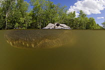 American alligator (Alligator mississippiensis) mouth closed but teeth showing, split level, Big Cypress National Preserve, Florida Everglades, USA