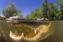 American alligator (Alligator mississippiensis) with mouth open, split level, Big Cypress National Preserve, Florida Everglades, USA