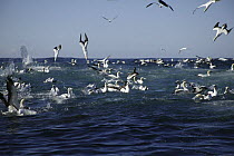Cape gannets (Sula / Morus capensis) diving into a bait ball of sardines {Sardinops sagax} during annual Sardine Run off the Wild Coast / Transkei of South Africa, Indian Ocean
