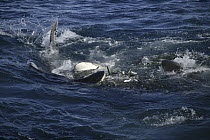Copper sharks / bronze whalers (Carcharhinus brachyurus) lunge through bait ball of Sardines {Sardinops sagax}, filling their mouth during annual Sardine Run off the Wild Coast / Transkei of South Afr...