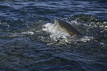 Copper shark / bronze whaler (Carcharhinus brachyurus) lunges through bait ball of Sardines, filling its mouth during annual Sardine Run off the Wild Coast / Transkei of South Africa, Indian Ocean