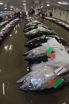 Labeled fish amongst ice at an early morning fish auction on Oahu's, Hawaii. September 2007.