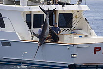 Swordfish (Xiphias gladias) being hauled onboard a motorboat after being shot. Catalina Island, California, USA. August 2007.