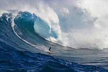 A tow-in surfer drops to the curl of Hawaii's big surf at Peahi (Jaws) off Maui, Hawaii. January 2004.