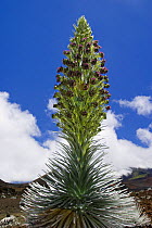 A rare Haleakal silversword plant (Argyroxiphium sandwicense macrocephalum) in the early stage of blooming, Maui, Hawaii.