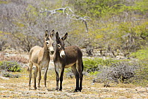 Two wild donkeys (Equus asinus) on the island of Bonaire, Netherlands Antilles, Caribbean.