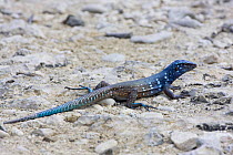 Blue whiptail lizard (Cnemidophorus murinus ruthveni), endemic to Bonaire, on stony ground. Washington Slagbaai National Park, Bonaire, Netherlands Antilles, Caribbean.