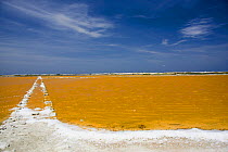 Salt crusted shoreline of a salt pan near Lac Bay, Bonaire Island, Netherlands Antilles, Caribbean. June 2008.