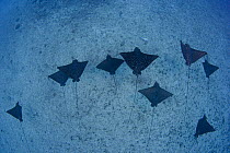 Spotted eagle rays (Aetobatis ocellatus) on seabed near the wreck of the Mahi, Oahu, Hawaii.