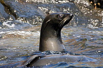 Guadalupe fur seal (Arctocephalus townsendi) with head out of the water at Guadalupe Island, Pacific Ocean.