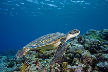 Green turtle (Chelonia mydas) on coral reef off the island of Yap, Micronesia.