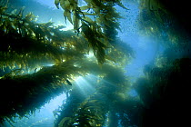 Sunlight through giant kelp (Macrocystis pyrifera) off Catalina Island, California, USA.