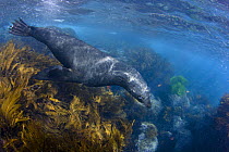 Guadalupe Fur Seal (Arctocephalus townsendi), in the shallows off Guadalupe Island, Mexico.