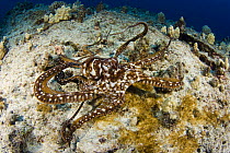 Day / common reef octopus (Octopus cyanea), on coral reef, Hawaii.