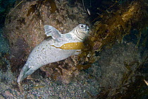 Common seal (Phoca vitulina) in a kelp forest (Macrocystis pyrifera) off Catalina Island, California, USA.