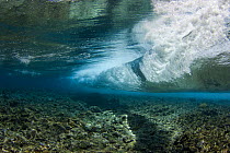 Needlefish in turbid waters as surf crashes on the reef off the island of Yap in Micronesia. September 2007.