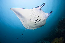Manta ray (Manta birostris) at cleaning station in M'il Channel, Yap, Micronesia.
