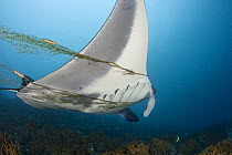 Manta ray (Manta birostris) entangled in and towing a fishing net. Yap, Micronesia.