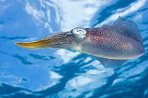 Caribbean reef squid (Sepioteuthis sepioidea) near Bonaire Island, Caribbean.
