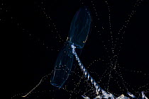 Siphonophore (Prya dubia) feeding by casting outgossamer tentacles to snare plankton at night, off the Kona Coast of Big Island, Hawaii.