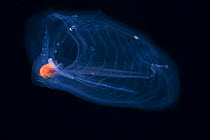 Pelagic tunicate / salp (Salpa aspera), at night, Hawaii.