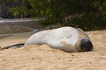Hawaiian monk seal (Monachus schauinslandi) resting on sand in Kapalua Bay, Maui, Hawaii.