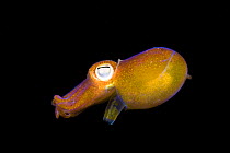 Bottletail squid (Sepiadarium kochi), Komodo, Indonesia.