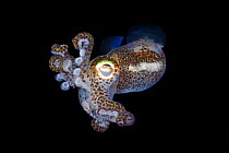 Bobtail squid (Euprymna berryi) Komodo, Indonesia.
