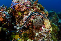 Banded Sea Krait (Laticauda colubrina) on coral reef. Komodo, Indonesia.