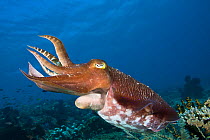 Broadclub cuttlefish (Sepia latimanus), Komodo, Indonesia.