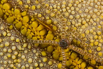 Reticulated brittle star (Ophiocoma brevipes), and commensal shrimp (Periclemenes soror) on a cushion starfish (Culcita novaeguineae), Hawaii.