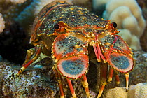 Regal slipper lobster / royal Spanish lobster (Arctides regalis), Hawaii.