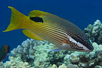 Hawaiian hogfish (Bodianus bilunulatus), Hawaii.