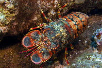 Regal slipper lobster / royal spanish lobster (Arctides regalis), Hawaii.