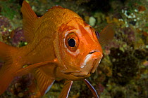 Tahitian squirrelfish (Sargocentron tiere), Hawaii.